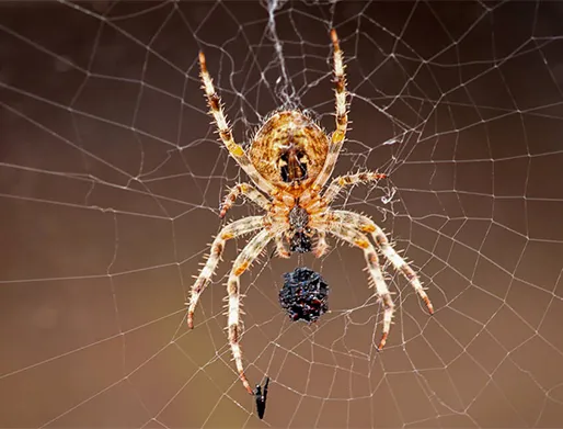 Dedetização de Aranhas em Caçapava