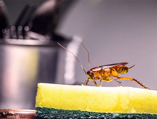 Dedetização de Baratas em Itaquaquecetuba