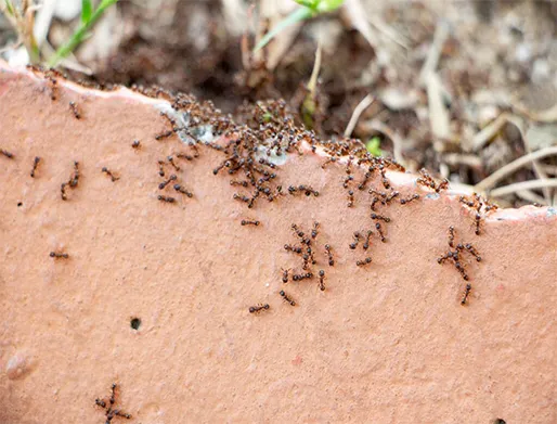 Dedetização de Formigas em Sorocaba