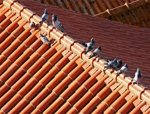 Dedetização de Pombos em Embu das Artes